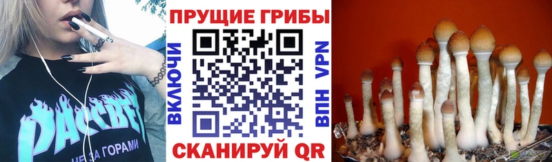 наркотики  Новомичуринск  Галлюциногенные грибы Cubensis 